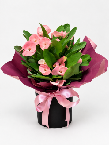 Pembe Zarafet